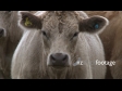 Cows 2 1633